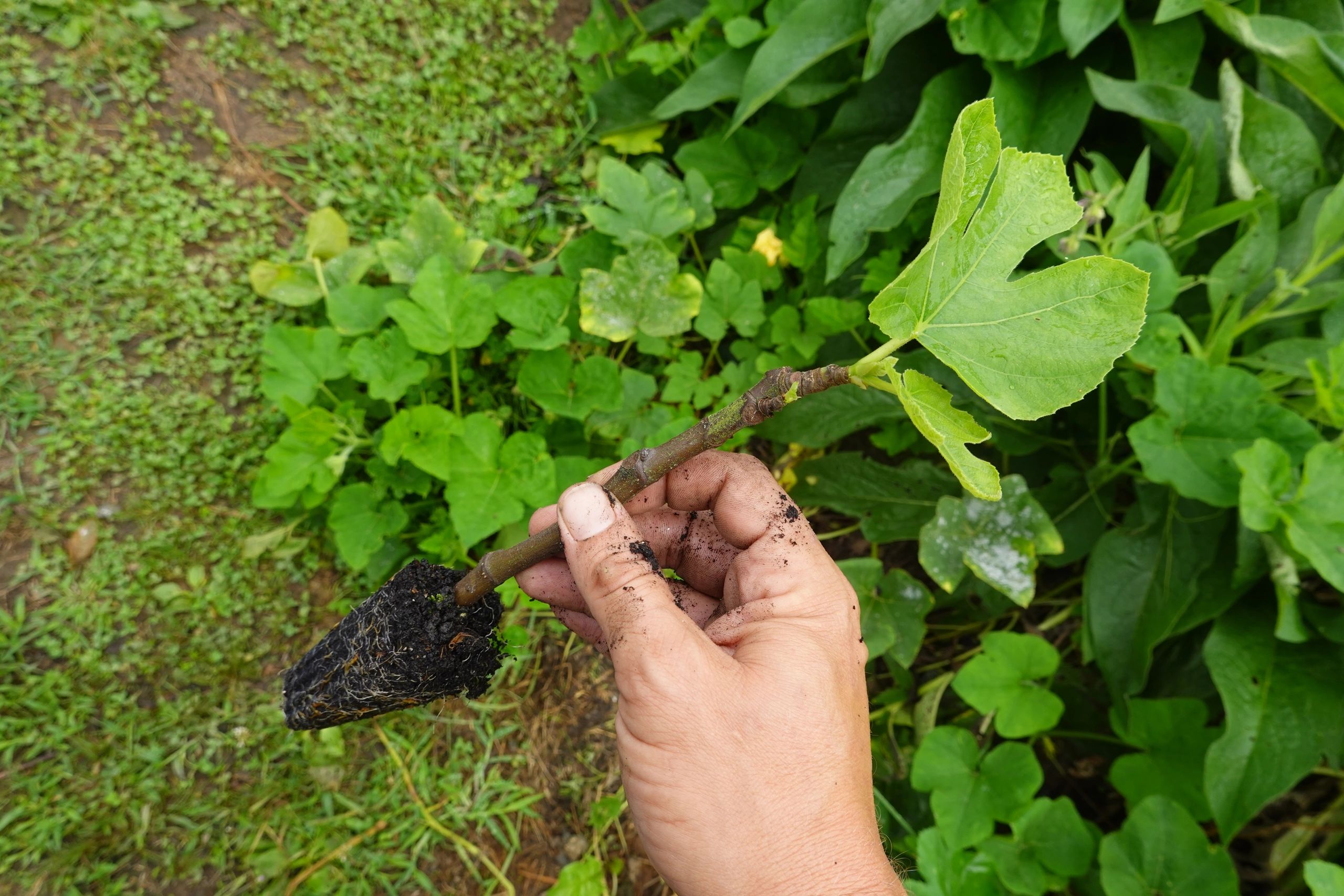 fig trees and cuttings